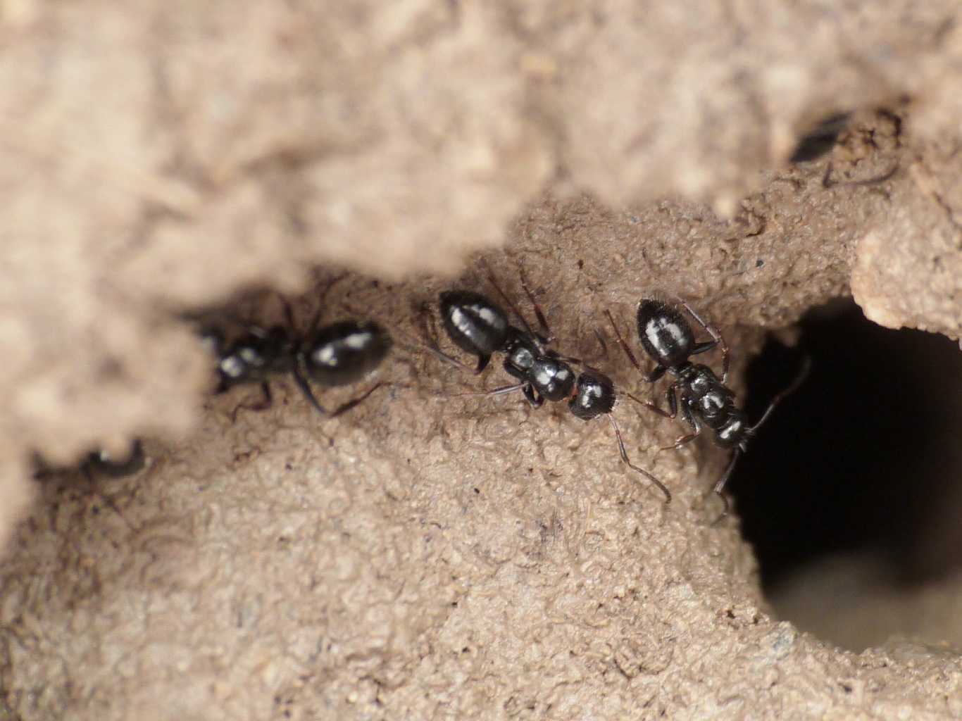 Piccole Camponotus sp.